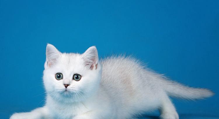 Купить британского шотландского котенка из московского питомника британских шиншилл и шотландских вислоухих кошек колорпойнт с голубыми глазами