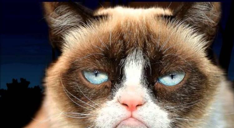 Легендарные коты интернета… Грустный кот-миллионер Грампи Кэт Грустные котята