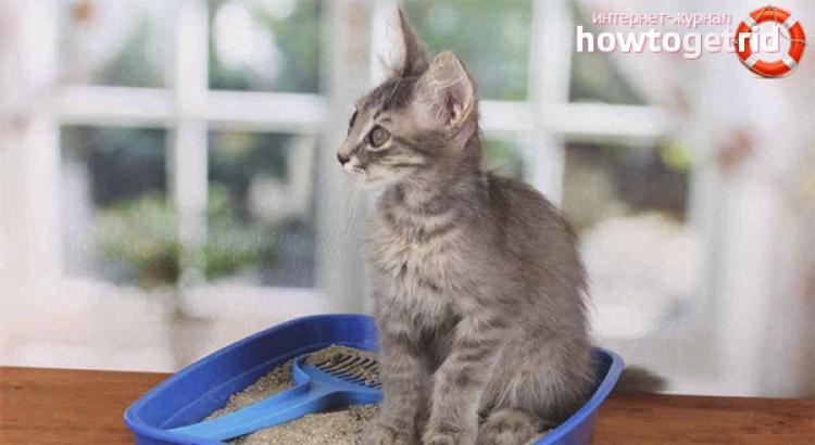 Сколько дней кошка просит кота и как ее успокоить?