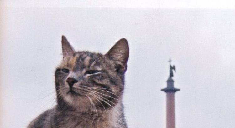Коты блокадного Ленинграда (5 фото)