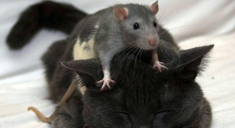 Какие кошки хорошо охотятся на мышей и крыс?