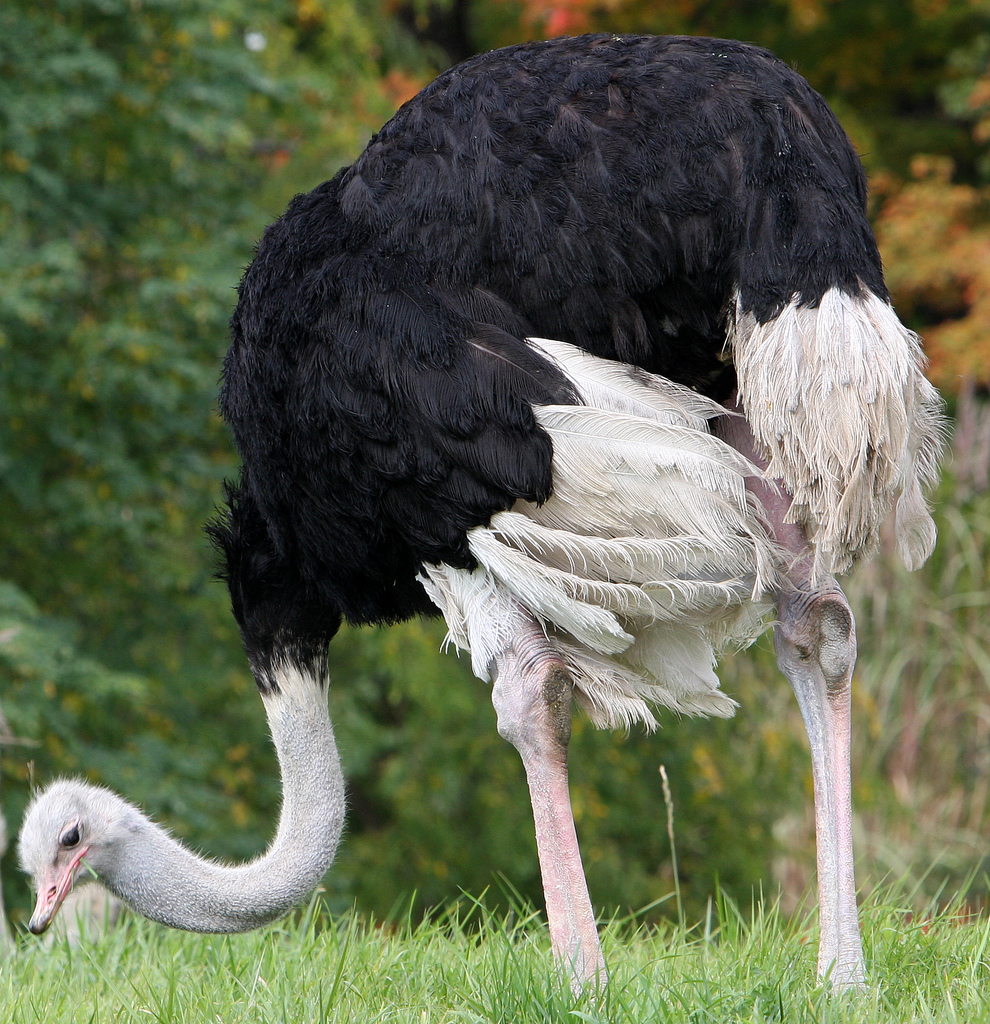 I the biggest bird. Самые большие птицы. Самая крупная птица. Самая большая птица в мире. Самый большой страус.