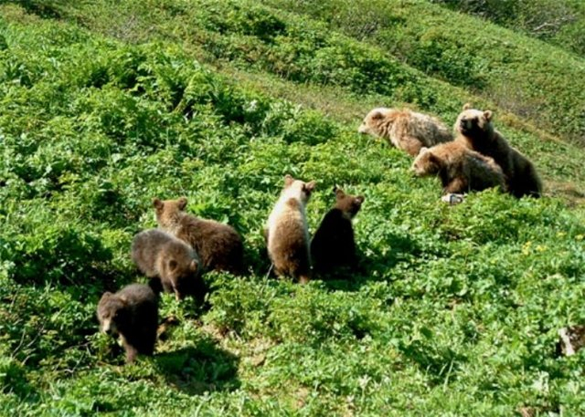 Марихуану охраняли 13 черных медведей сорт конопли видео