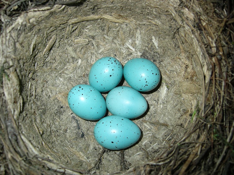 Голубые Яйца Куриные Кто Несет Фото