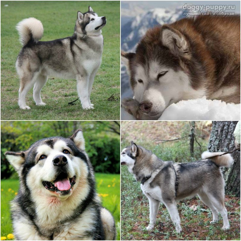 アラスカmalamuteは犬です 犬malamute 犬のブリーダーのレビュー アラスカのmalamute 説明 歴史 犬の性格