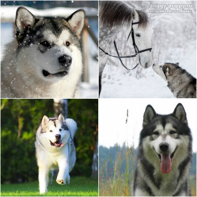 アラスカmalamuteは犬です 犬malamute 犬のブリーダーのレビュー アラスカのmalamute 説明 歴史 犬の性格