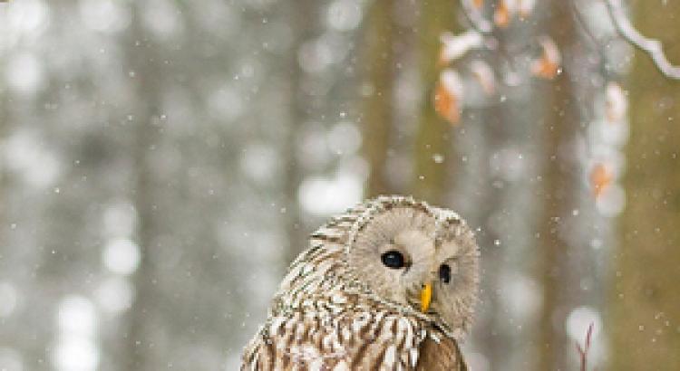 Zimovanje ptica srednje Ural