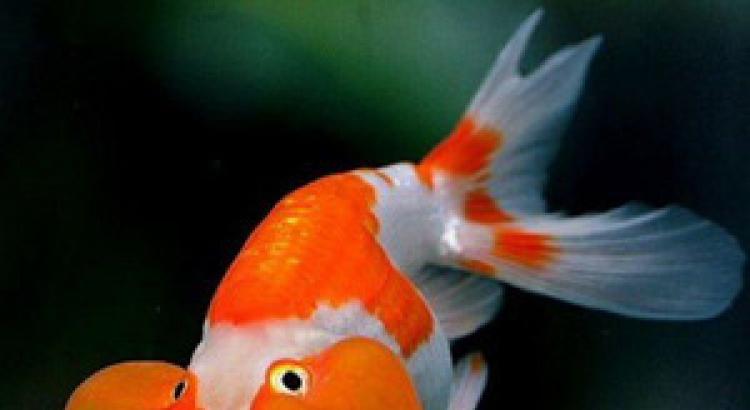 Goldfish: razne vrste