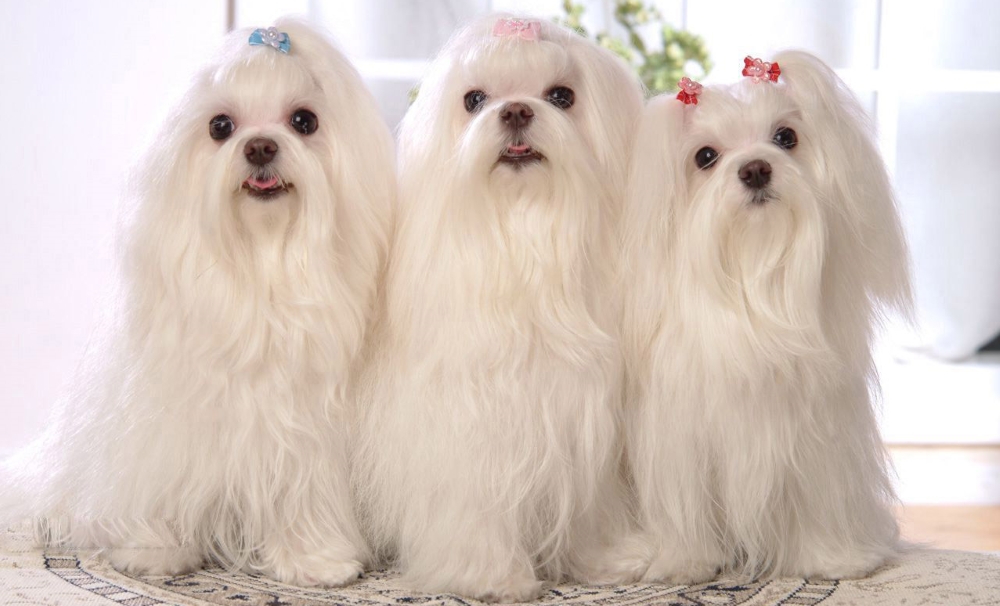 kvinner i doggy eventyr engelsk kvinner i doggy eventyr engelsk