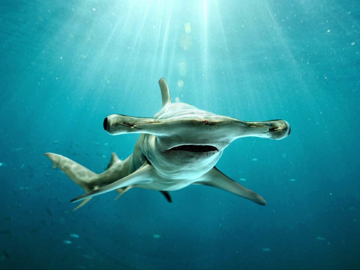タイガーシャークは人間にとって危険です 最も危険なサメ